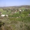 Olive groves at Makura seen from high up