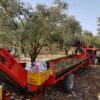 Harvesting olives at Makura with tree shaker